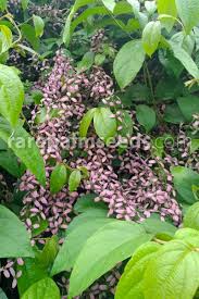 Image result for Congea