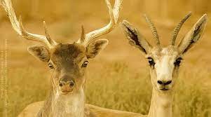 نتيجة بحث الصور عن صور الغزال و أولادهم Animals Goats