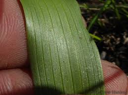 Image result for Schizocarphus nervosus