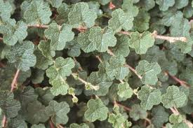 Image result for Rubus adolfi-friederici