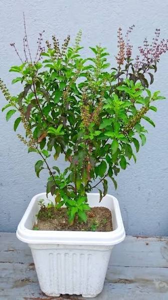 Tulsi Plant ko Easily Bushy & Healthy Banaye, #gardening #plantcare #tulsi  #tulsiplant #gardeningtips