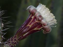 Cacti—which are a subset of succulents—tend to be quite easygoing. Cactus Flowers Album On Imgur
