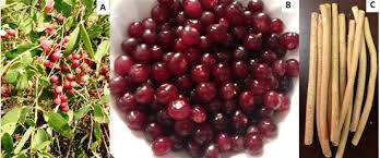 Image result for Salvadora persica