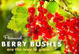 A hardiness zone is a geographic area defined to encompass a certain range of climatic conditions relevant to plant growth and survival. For Perennial Fruit Gardens Berries Are The Way To Grow