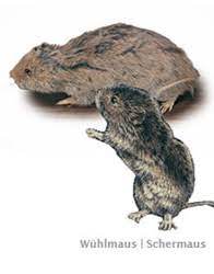 Wir hatten auch solche tieren im garten, allerdings konnten wir sie bekämpfen indem wir einfach drahtzaun um die. Wuhlmause Bekampfen Vertreiben Das Hilft Jedem Garten