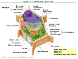 Unlike the eukaryotic cells of plants and fungi, animal cells do not have a cell wall. Figure 7 4 A Prokaryotic Cell Cell Sizes Average Animal Cell 15 Microns Average Plant Cell 40 Microns Average Eukaryotic Cell Microns Average Ppt Download