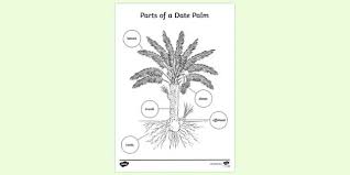 Palm tree coloring pages on beach. Free Date Palm Diagram Colouring Sheet Colouring Sheets