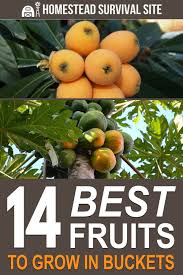 Back to fruit & vegetables fruit trees. Pin On Gardening