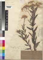 Image result for Nidorella welwitschii