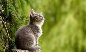 Some are heroic, some are villainous, and some are just plain cute. 104 Best Cute Cat Names From Movies And Tv By Kidadl
