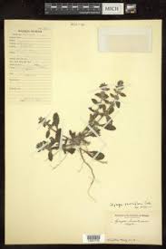 Image result for Alvesia clerodendroides