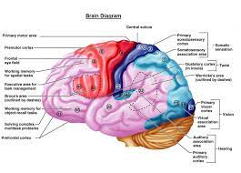 Brain Chart Brain Diagram Human Brain Brain Diagram Human Brain Human Brain Anatomy