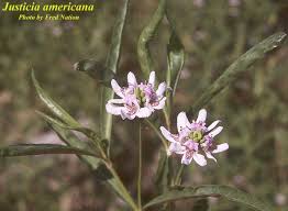 Image result for Justicia