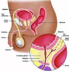 Our labeled diagrams and quizzes on the male reproductive. Gross Anatomy Male Reproductive And Urinary System Source Unknown Download Scientific Diagram