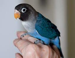 Cara Mengatasi Lovebird Giras Dan Takut Manusia Dengan Cepat Animals Beautiful Pet Birds Parrot Pet