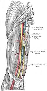 This diagrams shows the major arteries in the human body. Arm Anatomy Gray S Illustration Radiology Case Radiopaedia Org