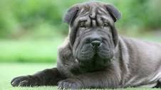 Top 10 Adorable Wrinkly Dog Breeds | Purina
