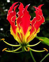Gloriosa Superba Unusual Flowers Rare Flowers Unique Flowers