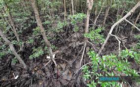 Kepentingan paya bakau kepada ekosistem : Tinta Minda Bernama Ekopelancongan Hutan Paya Bakau Pendidikan Alam Sekitar Kepada Masyarakat