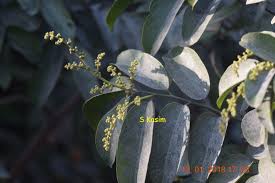 Image result for Ventilago