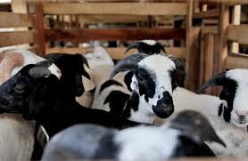 Check spelling or type a new query. Ini Syarat Penyembelihan Hewan Qurban Saat Covid 19 Republika Online