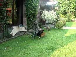 We did not find results for: Unser Hobby Selbstversorger Garten Teil2 Pfauen Youtube