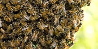 Maybe you would like to learn more about one of these? Spanish Couple Discovered 80 000 Bees Living In A Bedroom Wall