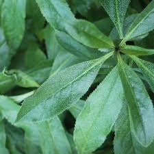 Image result for Myoporum laetum