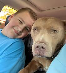 Rescue dog bonds with toddler