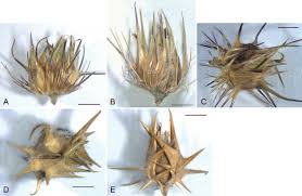 Image result for Cenchrus incertus