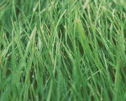 Always read and follow all instructions on the product's label ahead of any other source of information, even ahead of. Lawn Grass Care And Maintenance Products Australia Yates