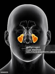 Image result for Maxillary Sinus