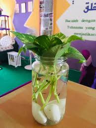 Terdapat pelbagai jenis pokok hiasan yang boleh ditaman dalam rumah. Cara Mudah Tanam Pokok Hiasan Money Plant Daripada Keratan Dahan Single Leaf Blog Cik Matahariku