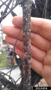 Zarządzanie jeżynami z pomarańczową rdzą. Managing Crapemyrtle Bark Scale Infestations In Urban Landscapes And Nurseries Land Grant Press