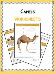 Camel Facts Information Worksheets For Kids Teaching