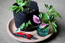 Ð ÐµÐ·ÑÐ»ÑÐ°Ñ Ñ Ð¸Ð·Ð¾Ð±ÑÐ°Ð¶ÐµÐ½Ð¸Ðµ Ð·Ð° cuttings in pots