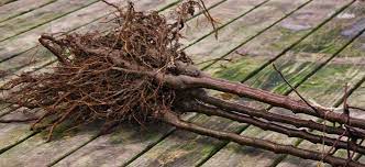 Unpack delivered bare root fruit tree. Planting Bare Root Fruit Trees Chris Bowers