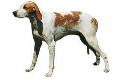 Of the three chiens français, the chien français blanc et orange is known to be the rarest. Grand Anglo Francais Blanc Et Orange Worldly Dogs