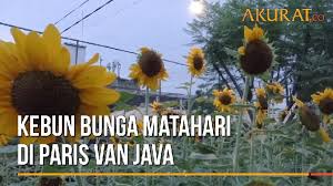 Maingitardulu.com tribute to iwan fals mempersembahkan list daftar lirik lagu iwan fals full album, dilengkapi kord kunci gitar iwan fals full album, dipersembahkan oleh maingitardulu. Bunga Matahari Percantik Jalan Inspeksi Kalimalang