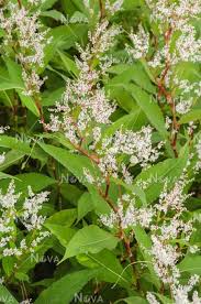 Image result for Polystachya epiphytica