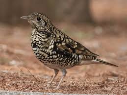 Image result for トラツグミ