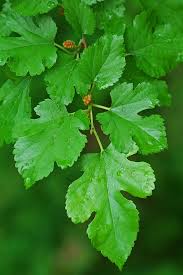 Image result for Morus