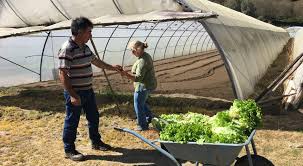 Covid-19. Agricultores em Ponte da Barca em dificuldades