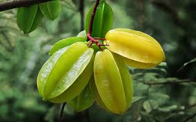Latest post from steve smith, the whistling gardener Tropical Fruit Trees Nursery Near Me