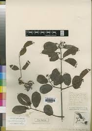Image result for Hippocratea apocynoides