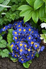 Deliver fresh flowers to loved ones in primrose, ftd® delivered by a local ftd® florist! Primula Piano Blue With Hellebores In Spring Bloom Biennial Blue Flowers With Yellow Center Compact Plants Primroses Plants Planting Flowers Blue Flowers