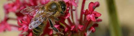 Bees can help both processes by simply going about their pollen collection routine. Mutualistic Interactions Learn Science At Scitable