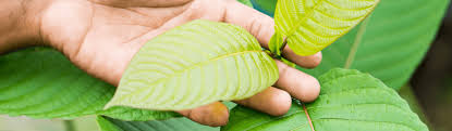 Maybe you would like to learn more about one of these? Kratom The Emerging Drug Of Abuse