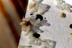 Image result for bed bugs droppings