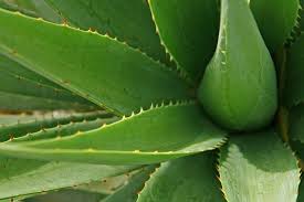 La plante aloe vera est très facile d'entretien, qui possède beaucoup de bienfaits pour notre santé. Arrosage D Une Aloe Vera Les Techniques Pour Entretenir Cette Plante